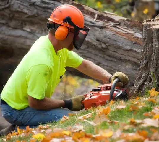 tree services Robertsville